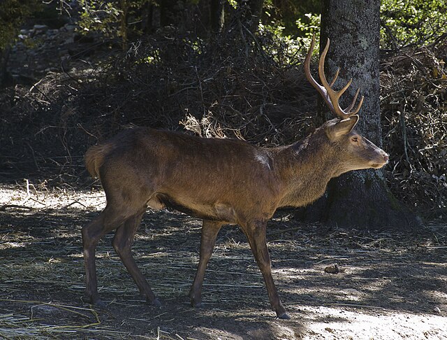 File:CervusElaphusCorsicanus-pjt.jpg