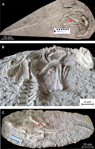 File:Changmiania liaoningensis.png