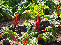 Chard in the Victory Garden.jpg