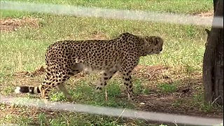 <span class="mw-page-title-main">Cheetah reintroduction in India</span> Introduction of Southeast African cheetahs in India