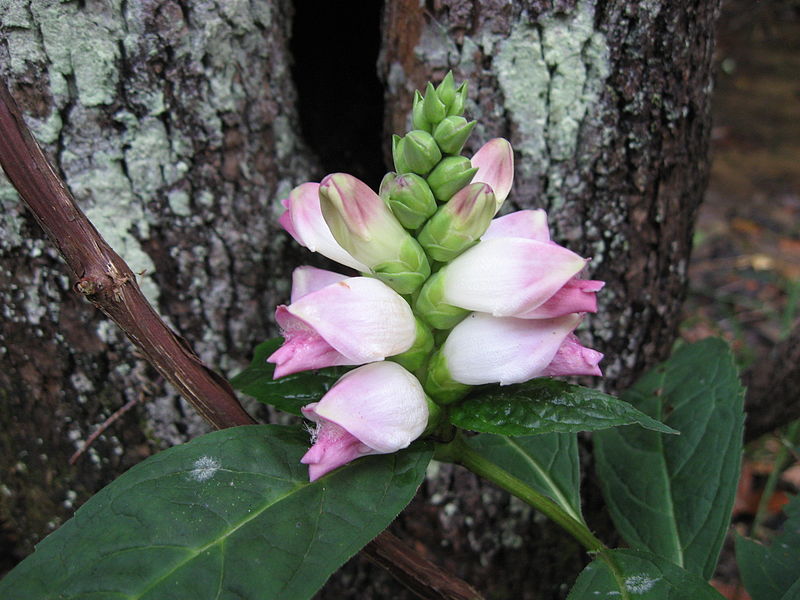 File:Chelone glabra Red River Gorge.JPG