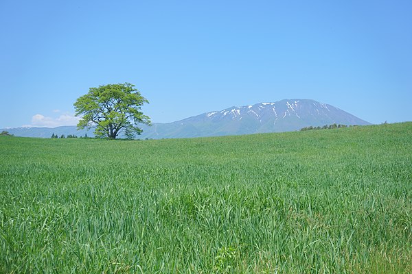 Image: Cherry tree and Mount Iwate