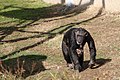 Chimpanzés à St Martin la Plaine