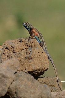 <i>Sceloporus horridus</i> Species of lizard