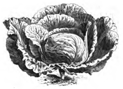 Brassica oleracea