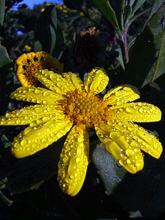 <i>Chrysanthemoides</i> Genus of flowering plants
