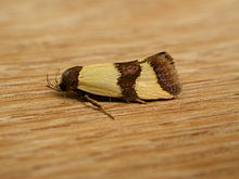 Chrysonoma fascialis 1.jpg