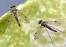 Chrysopilus splendidus Chrysopilus splendidus01.jpg