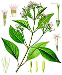 Cinchona officinalis — Хинное дерево лекарственное