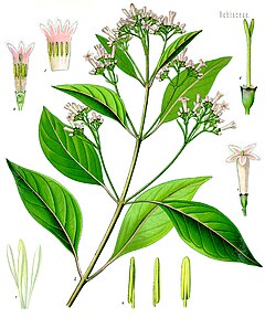 Cinchona officinalis - Köhler–s Medizinal-Pflanzen-180.jpg