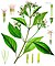 Cinchona officinalis - Köhler–s Medizinal-Pflanzen-180.jpg