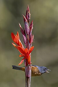 Cinnamon-bellied flowerpiercer (Diglossa baritula) male on Indian shot (Canna indica) Finca El Pilar