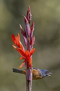 Un percefleur cannelle mâle perché sur une fleur de canna, à Antigua Guatemala. (définition réelle 2 037 × 3 056)