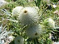 Cirsium eriophorum