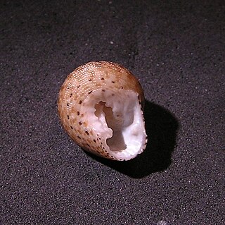 <i>Clanculus atricatena</i> species of mollusc