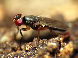 <i>Heteromeringia nitida</i> Species of fly