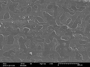 Co-continuous 50-50%v LDPE-PEO incompatible polymer blend (SEM x100).jpg
