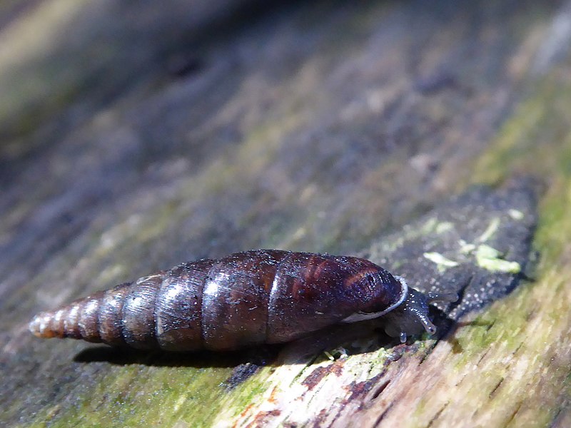 File:Cochlodina laminata 02.jpg