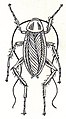 Cockroach (PSF).jpg