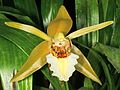 Coelogyne lawrenceana