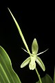 Coelogyne longifolia