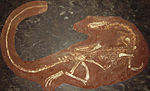 Thumbnail for File:Coelophysis mount NHM2.jpg