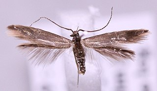 <i>Coleophora fuscocuprella</i> Species of moth