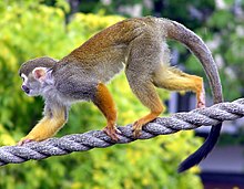 Common squirrel monkey Common.squirrel.monkey.arp.jpg