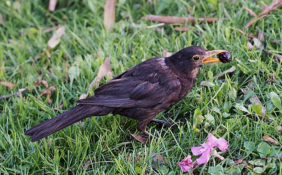 Mužjak kosa (lat. Turdus merula) se hrani bobičastim voćem