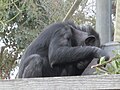 Common Chimpanzee