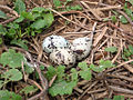 Common Tern Nest with Three Eggs (1) (3592958713).jpg