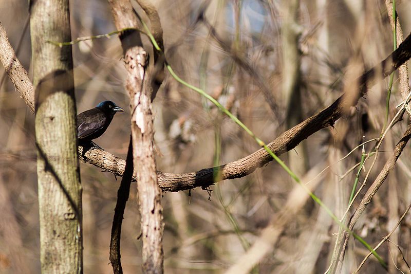 File:Common grackle (24634483369).jpg