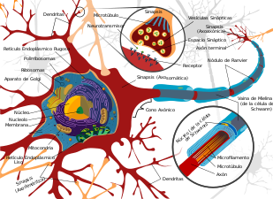 Diagrama de una neurona. Se puede apreciar un axón mielinizado.