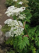 小花序の下にある小総苞片が目立つ。