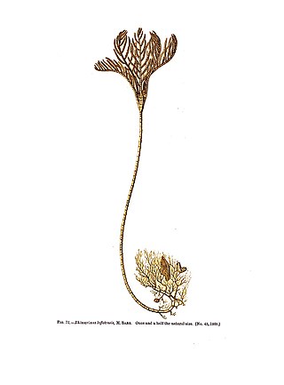 <span class="mw-page-title-main">Conocrinus</span> Genus of sea lilies