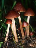 Vignette pour Conocybe