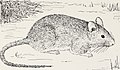 Control of rats and mice (1948) (20683057162).jpg