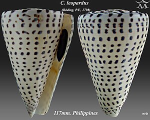 Enclosure of Conus leopardus