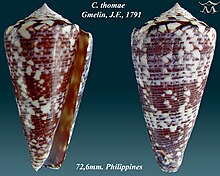 Conus thomae 2.jpg