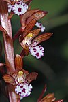 Corallorhiza maculata 0905. 
 JPG