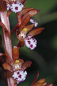 Corallorhiza maculata 0905.JPG