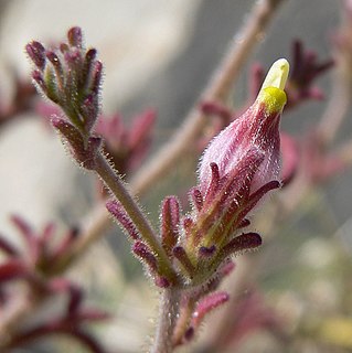 <i>Cordylanthus parviflorus</i> Species of flowering plant