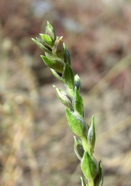 File:Corispermum leptopterum Eberstadt 2.JPG