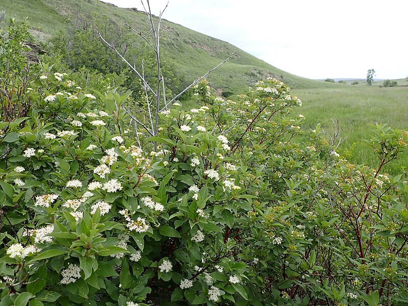 File:Cornus sericea - red osier dogwood - 53024119552.jpg