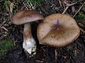 Cortinarius privignoides