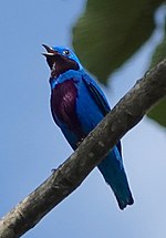 Miniatura para Cotinga amabilis