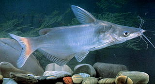 Cranoglanis