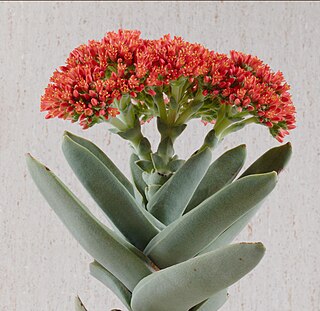 <i>Crassula perfoliata <span style="font-style:normal;">var.</span> falcata</i> Species of plants