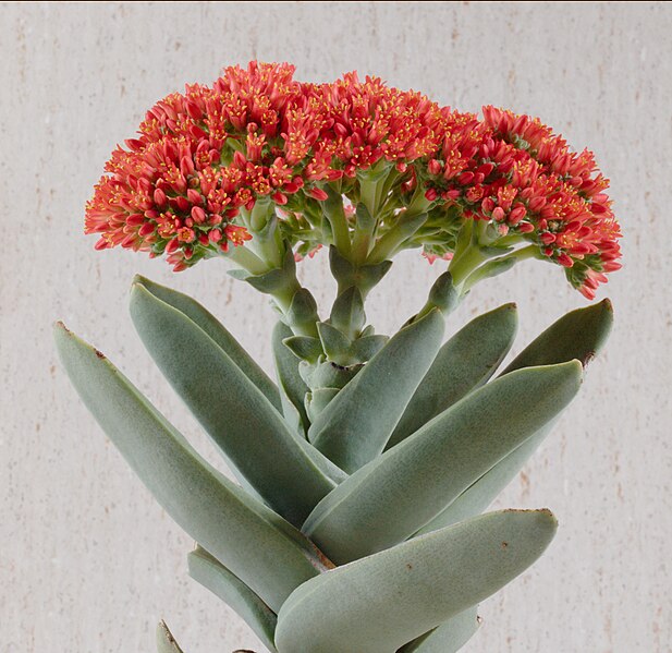 File:Crassula-falcata.jpeg