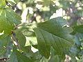 Crataegus laevigata leaf.JPG